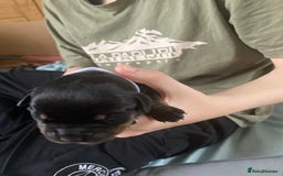 Rottweiler dogs for sale: Rottweiler  - Advert 19