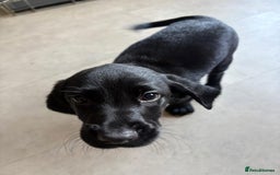 Cockerdor dogs for sale: Cockador puppies  - Image 28