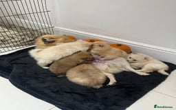 Pomeranian dogs for sale: Pomeranian - Image 12