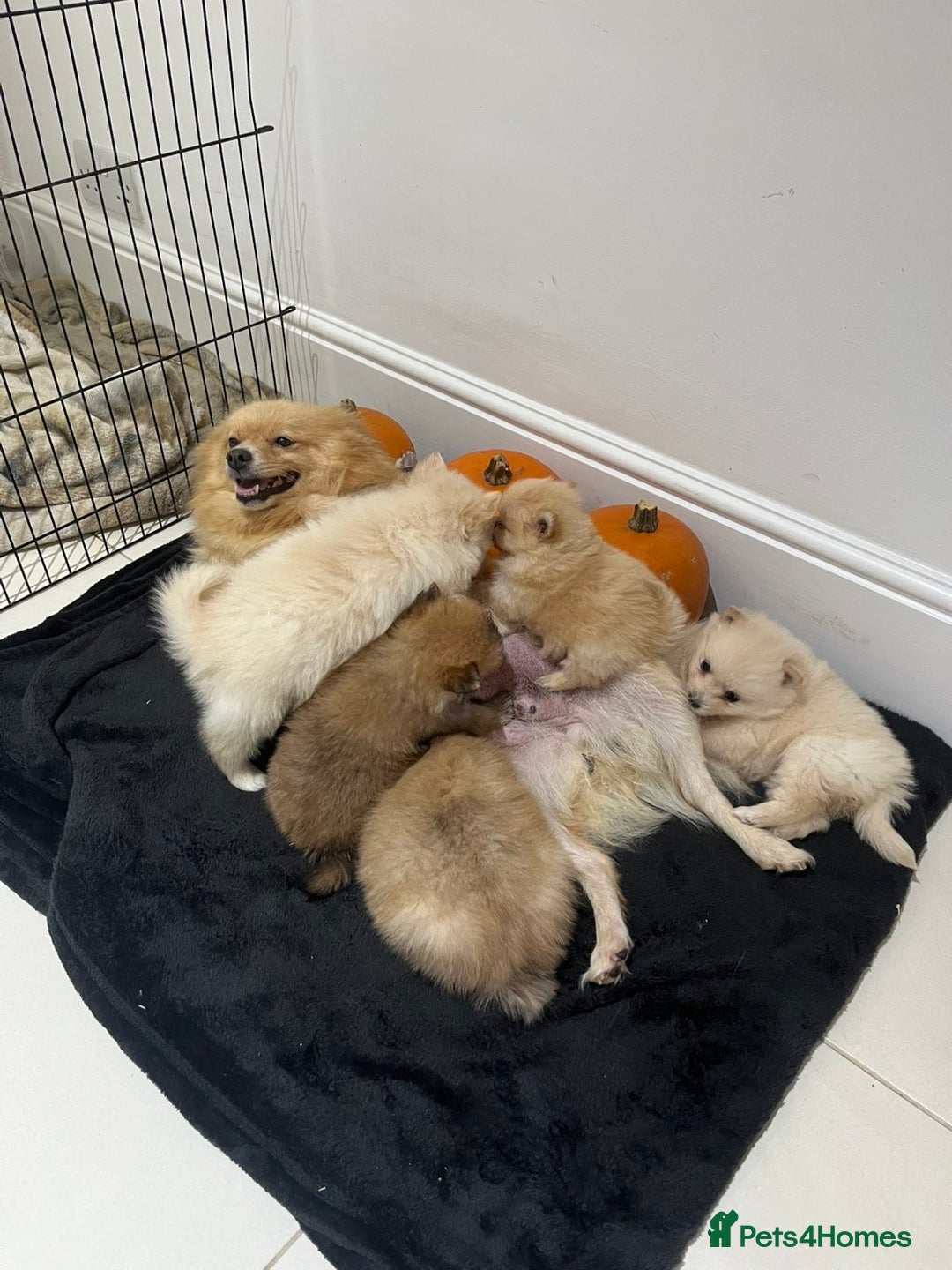 Pomeranian dogs for sale: Pomeranian - Image 12