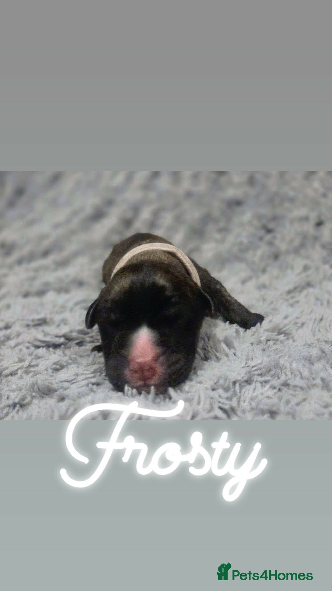 Mixed Breed dogs for sale: Cane Canario Puppies - Advert 11