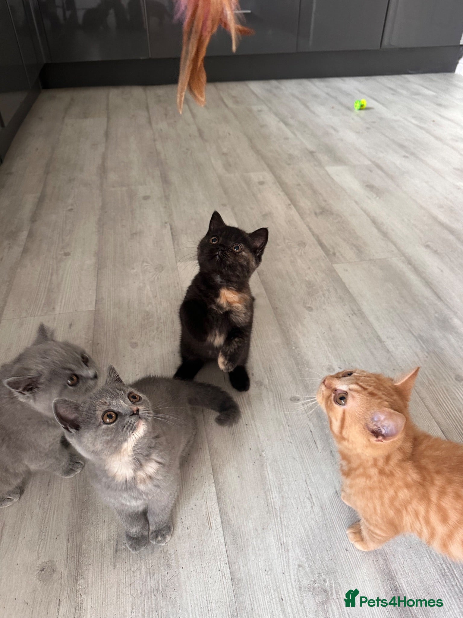 British Shorthair cats 2 Gccf registered British Shorthair kittens - Advert 1