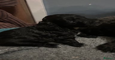 Cockapoo dogs - Advert 15