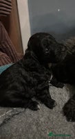 Cockapoo dogs - Advert 15