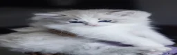 Ragdoll cats for sale: 2 Ragdoll boys from amazing parents  - Advert 15