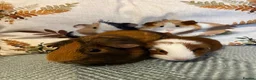 Guinea Pig rodents for sale: Father and Son Male Guinea Pigs for Adoption - Advert 2