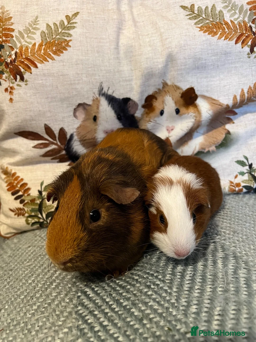 Guinea Pig rodents for sale: Father and Son Male Guinea Pigs for Adoption - Advert 2