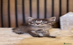 Ragdoll cats for sale: 🌙 Grey Ghost Kittens🎃 – Ragdoll × Tabby 🐾 - Image 9