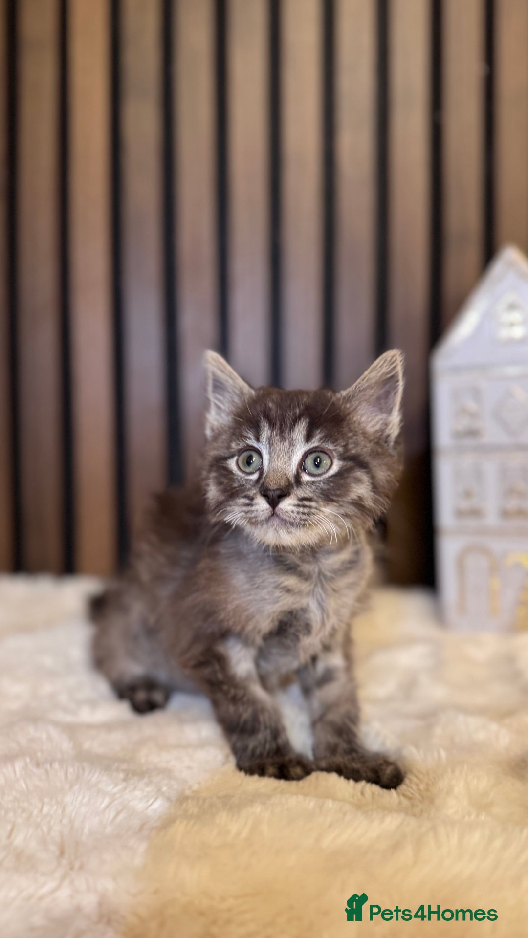 Ragdoll cats for sale: 🌙 Grey Ghost Kittens🎃 – Ragdoll × Tabby 🐾 - Image 9