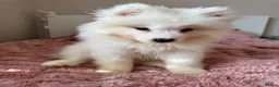 Samoyed dogs for sale: Crufts line + health tested Samoyeds - Advert 4