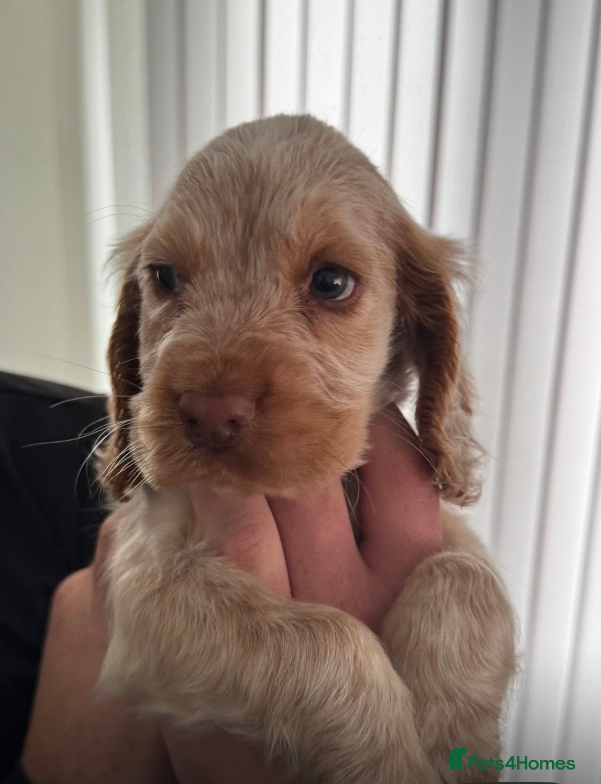 Cocker Spaniel dogs show cocker spaniel puppies - Advert 1