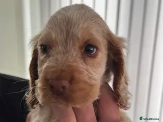 Cocker Spaniel dogs show cocker spaniel puppies - Advert 1