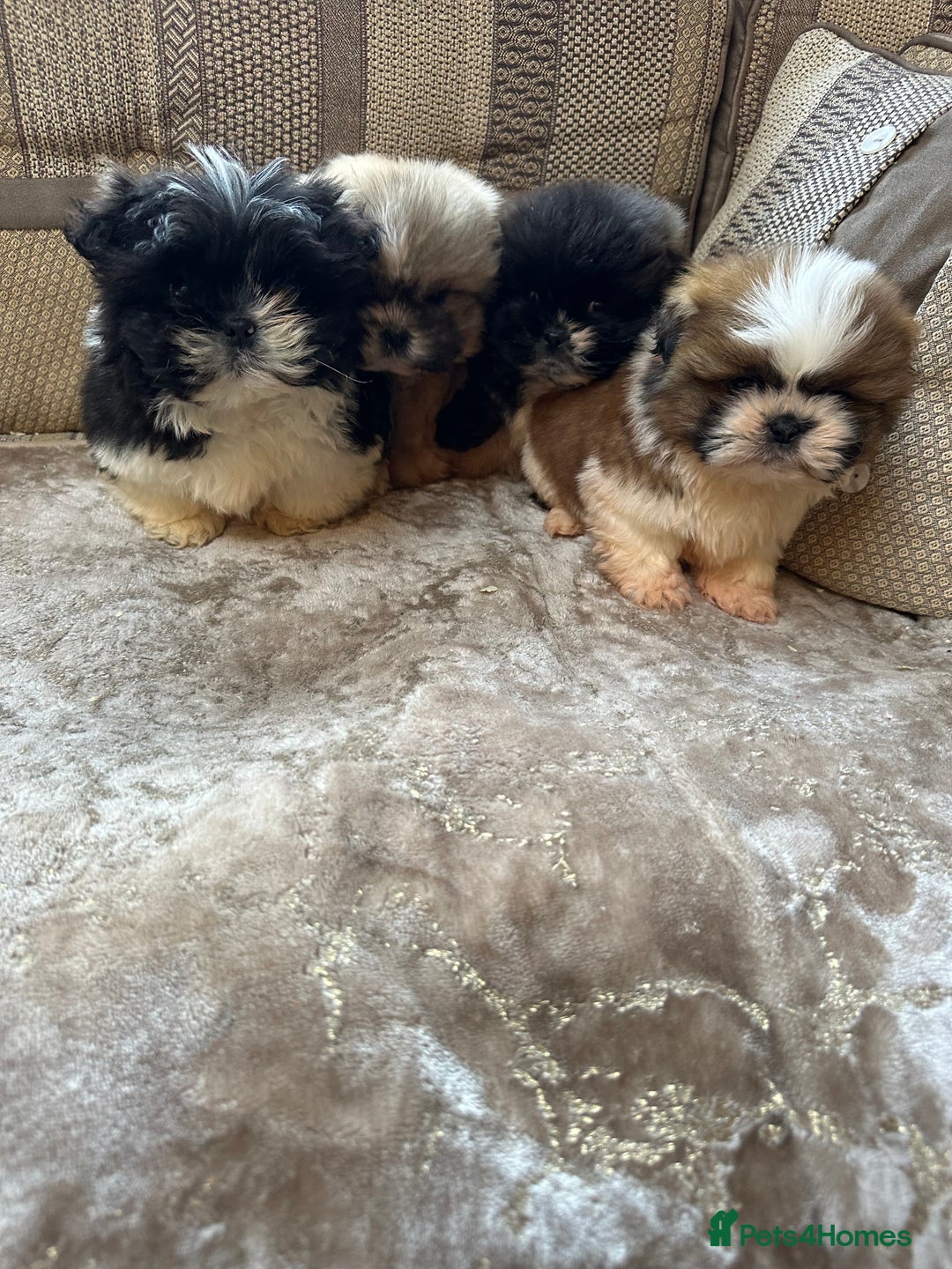 Shih Tzu dogs for sale: Shih Tzu pups - Advert 6