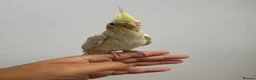 Cockatiels birds for sale: 9 Week Hand tamed female baby cockatiel dna tested in London - Advert 2