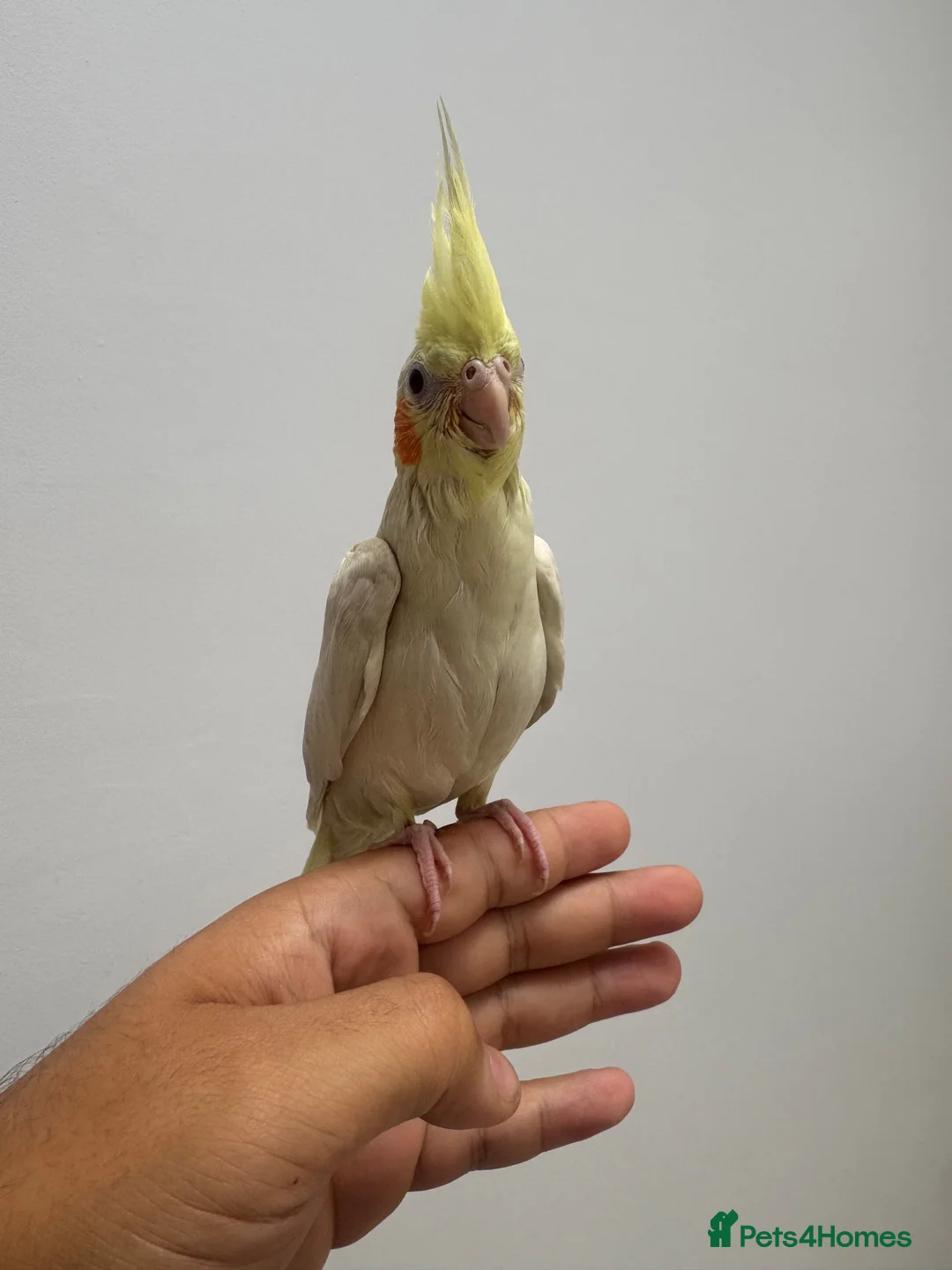Cockatiels birds for sale: 9 Week Hand tamed female baby cockatiel dna tested in London - Advert 2