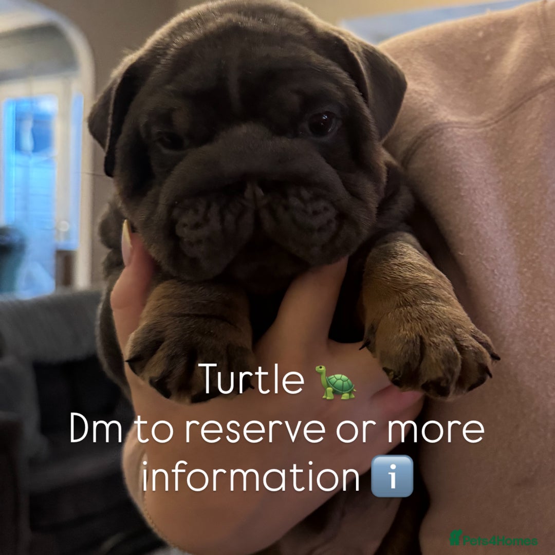 English Bulldog dogs for sale: Bettie & 007 babies short compact   - Image 17