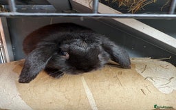 French Lop rabbits for sale: Mini lops male - Image 7