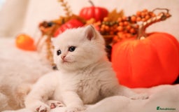 British Shorthair cats for sale: British SH and LH available  - Image 2