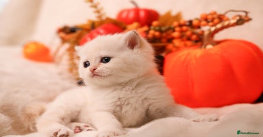 British Shorthair cats - Advert 9