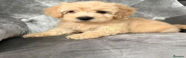 Cockapoo 5