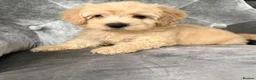 Cockapoo dogs for sale: Beautiful Cockapoo ready to go  - Advert 12