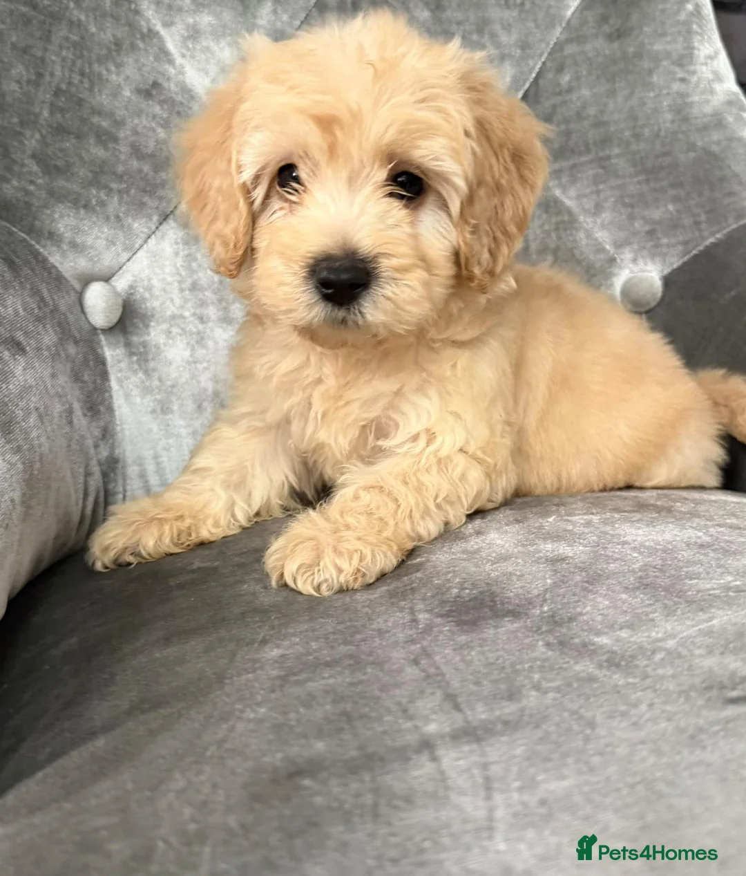 Cockapoo dogs for sale: Beautiful Cockapoo ready to go  - Advert 12