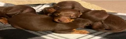 Dachshund dogs for sale: True To Type Miniture Dachshund Puppies  - Advert 4