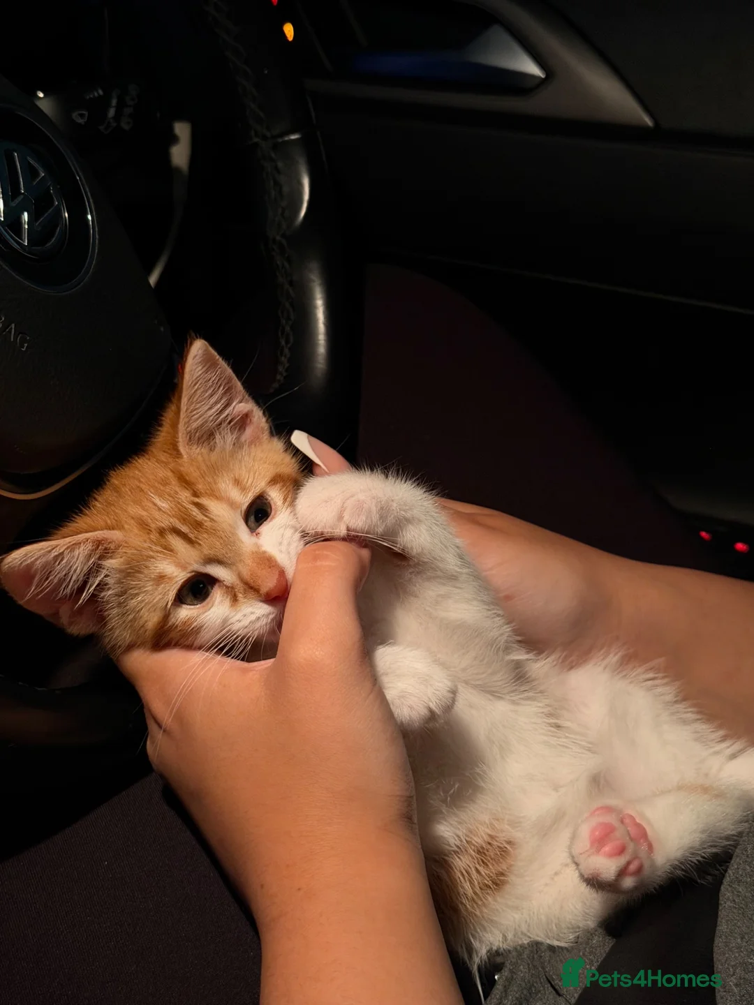 Mixed Breed cats for sale: Ginger kitten - Advert 2