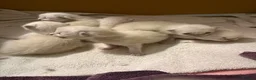 Ragdoll cats for sale: Ragdoll kittens - Advert 3