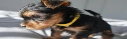 Yorkshire Terrier dogs for sale: Adorable Yorkshire Terrier Puppies 5 11.11.2026 - Advert 33