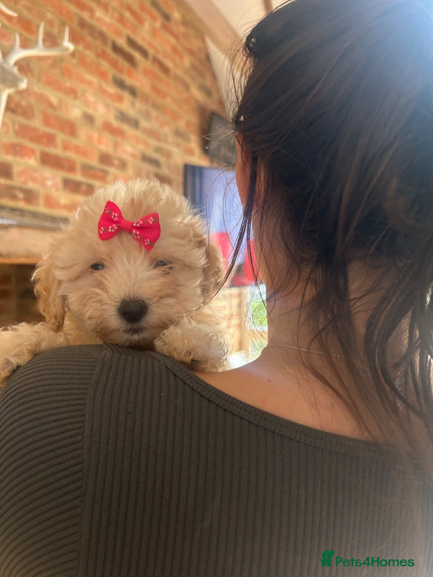 Maltipoo dogs 🧸 Adorable Maltipoo Puppies 🧸 - Advert 2
