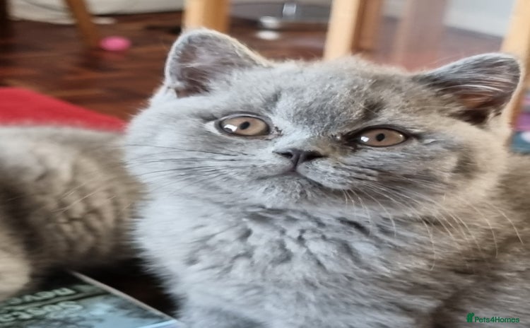 British Shorthair cats - Advert 16