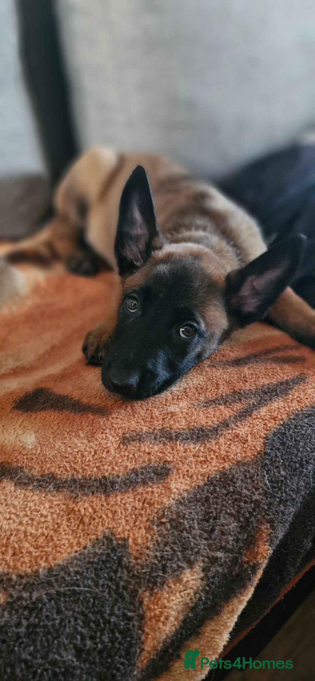 Belgian Shepherd Dog dogs for sale: Stunning Belgian Malinois Puppies - Advert 11