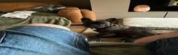 French Bulldog dogs for sale: French bulldog needs new loving home in Solihull - Advert 2