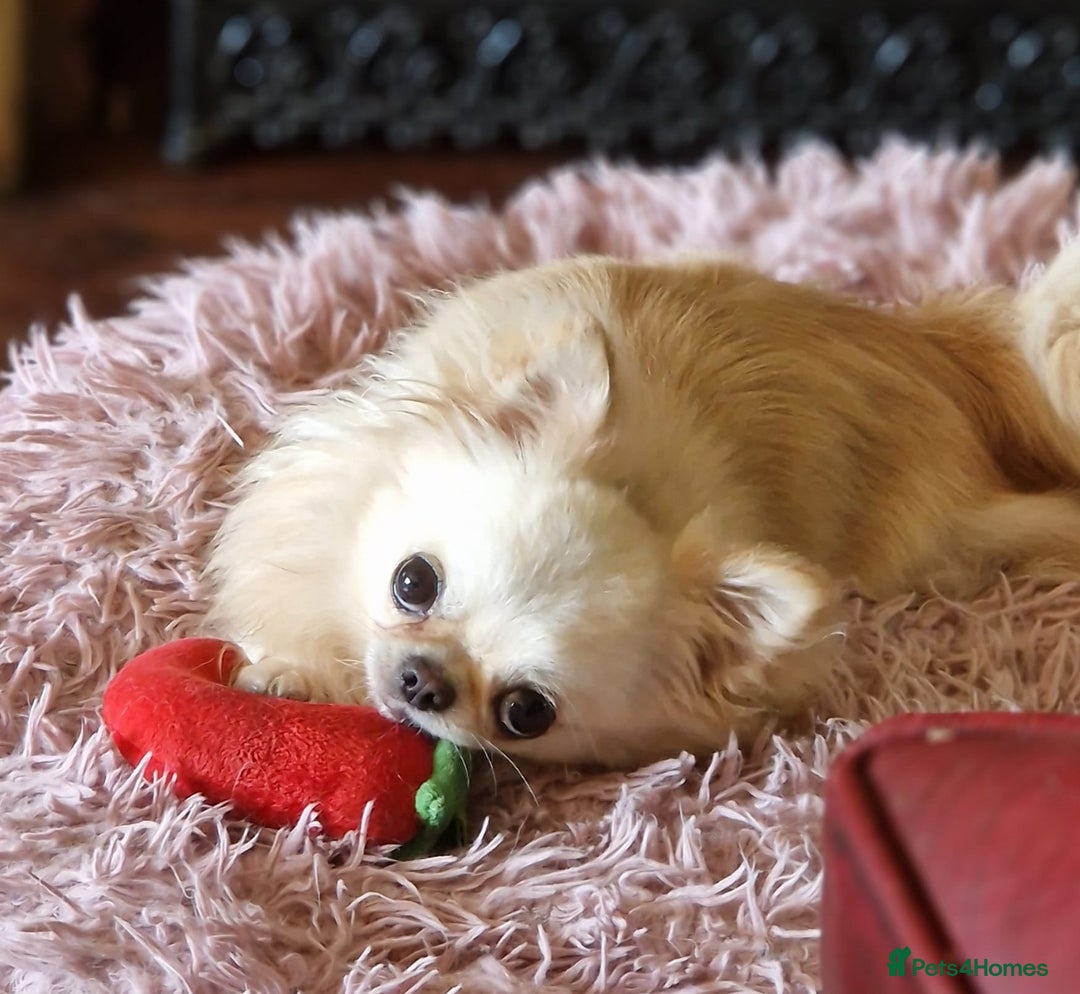 Chihuahua dogs for sale: 🐶READY TO LEAVE🐶 LAST ONE Tiny Chihuahua Puppies - Advert 14