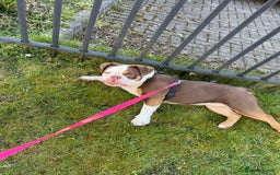 Olde English Bulldogge dogs for sale: Olde English bulldog  - Image 5