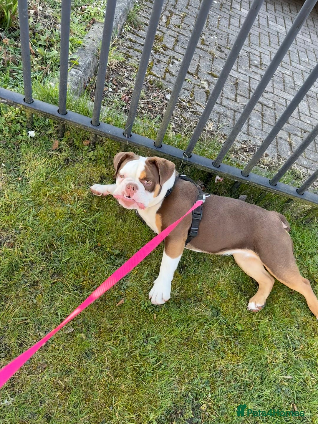 Olde English Bulldogge dogs for sale: Olde English bulldog  - Image 5