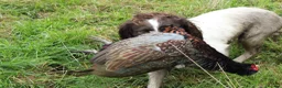 English Springer Spaniel dogs for sale: KC Reg Litter - Liver & White x Black & White - Advert 5