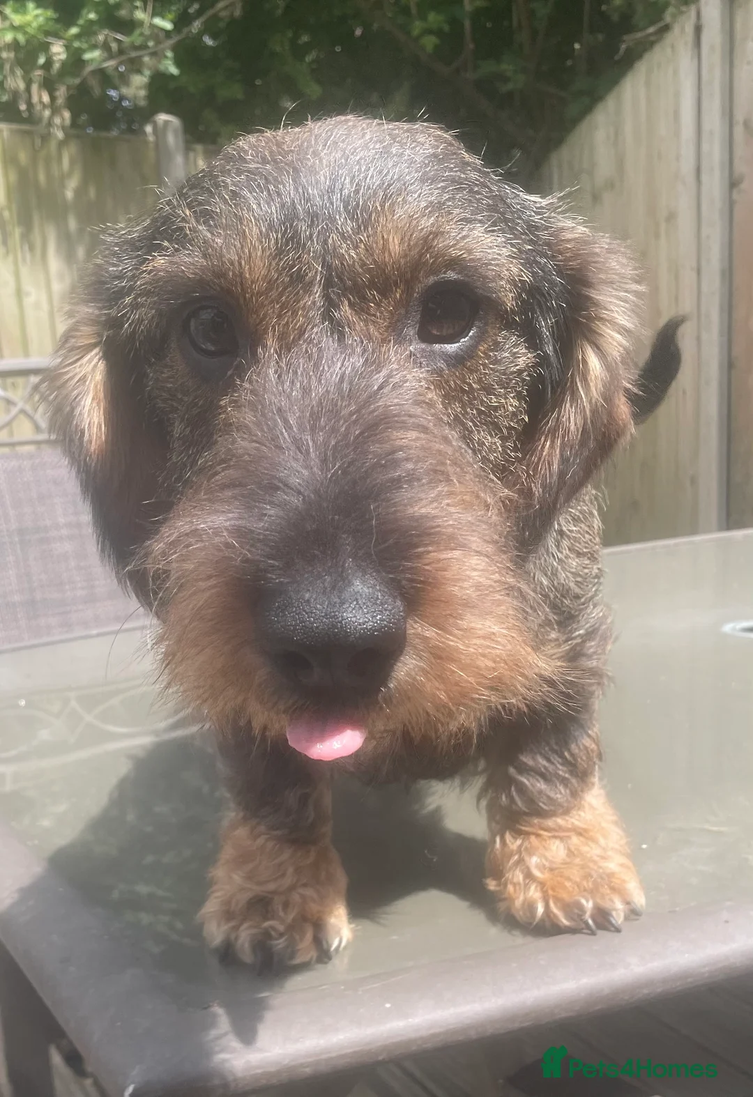 Dachshund dogs for stud: Stunning Kc standard wirehaired  - Advert 7