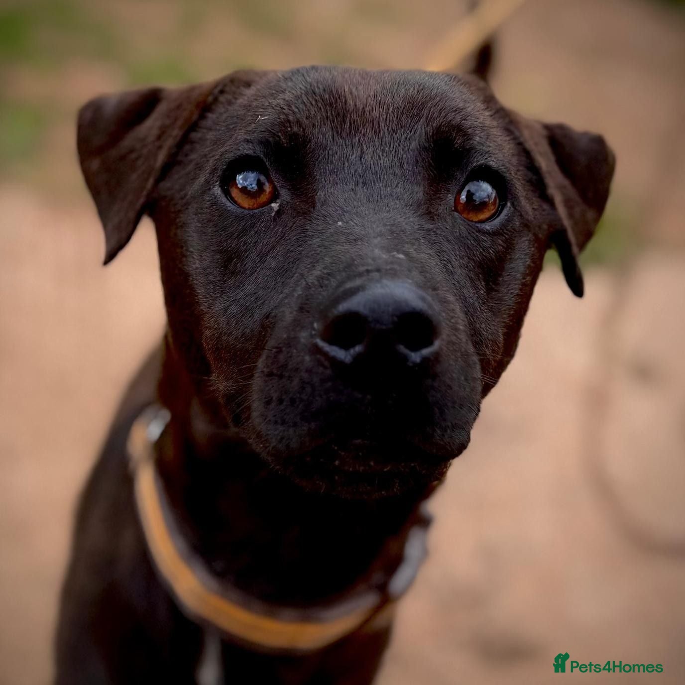 Patterdale Terrier dogs Shane - Patterdale for Adoption - Advert 1