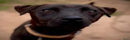 Patterdale Terrier dogs for adoption: Shane - Patterdale for Adoption in Wells - Advert 1