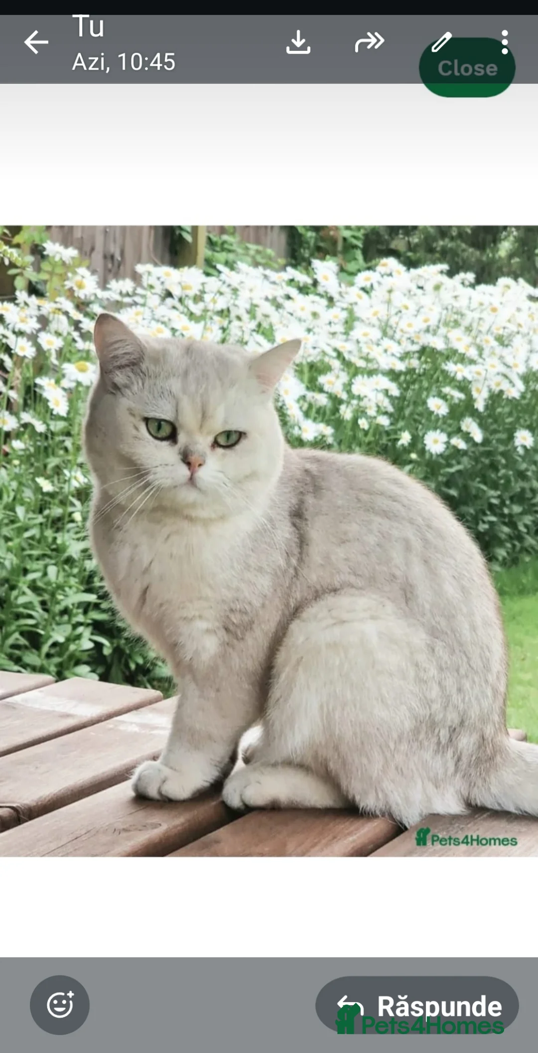 Scottish Fold cats for sale: 2 kittens and a kitten for sale  in Grimsby - Advert 2
