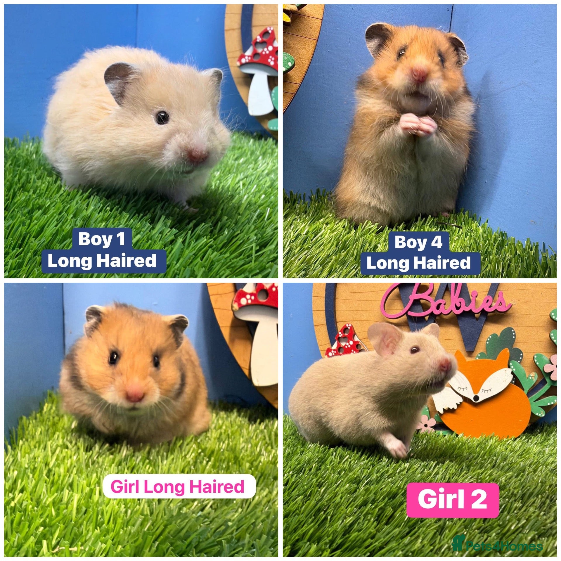 Hamster rodents for sale: Syrian Baby Hamster Babies Pedigree Well Handled  - Advert 1