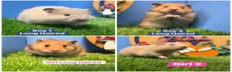 Hamster rodents for sale: Syrian Baby Hamster Babies Pedigree Well Handled  - Advert 1