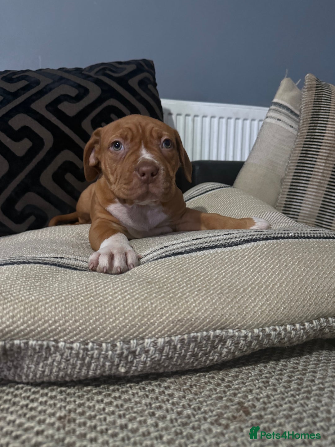 Mixed Breed dogs for sale: Ddb x cane corso - Advert 17