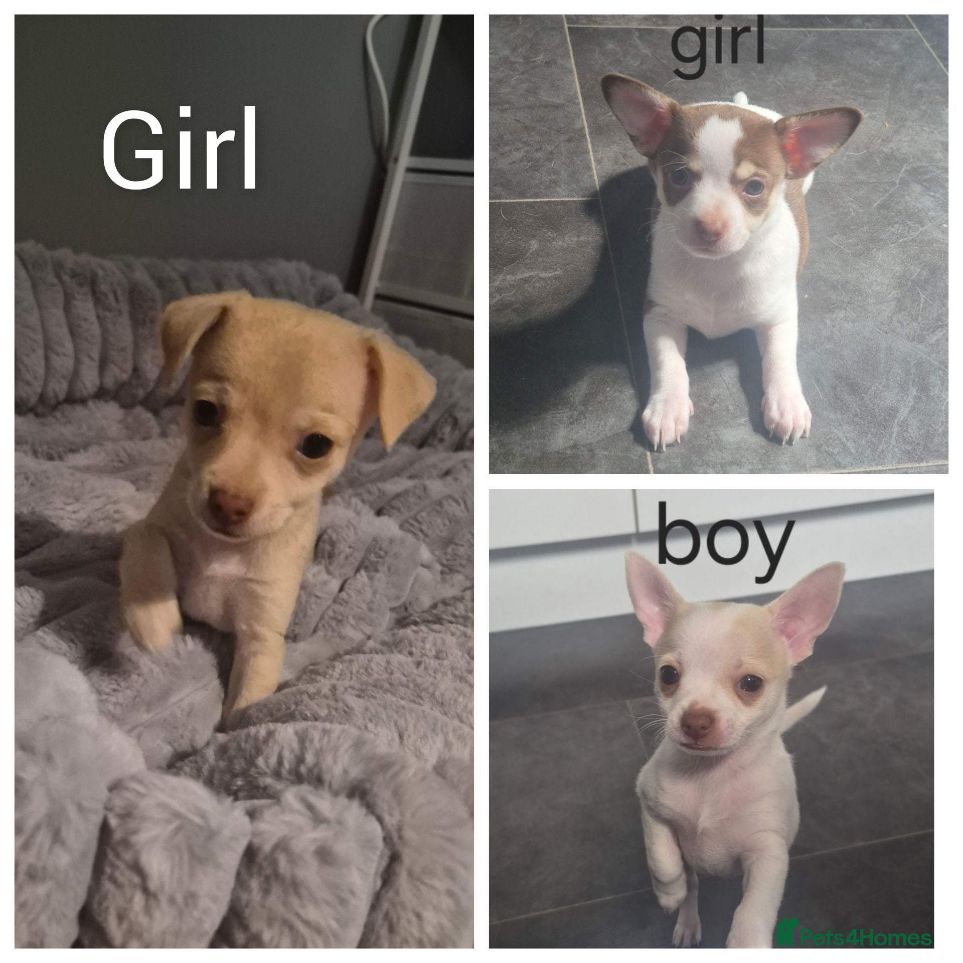 Chihuahua dogs 3 chihuahua puppy's ready 10th August  - Advert 3