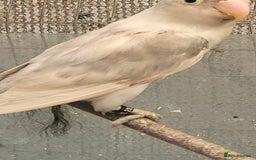 Lovebirds birds for sale: 2025 Bred Masked Lovebirds - Image 2