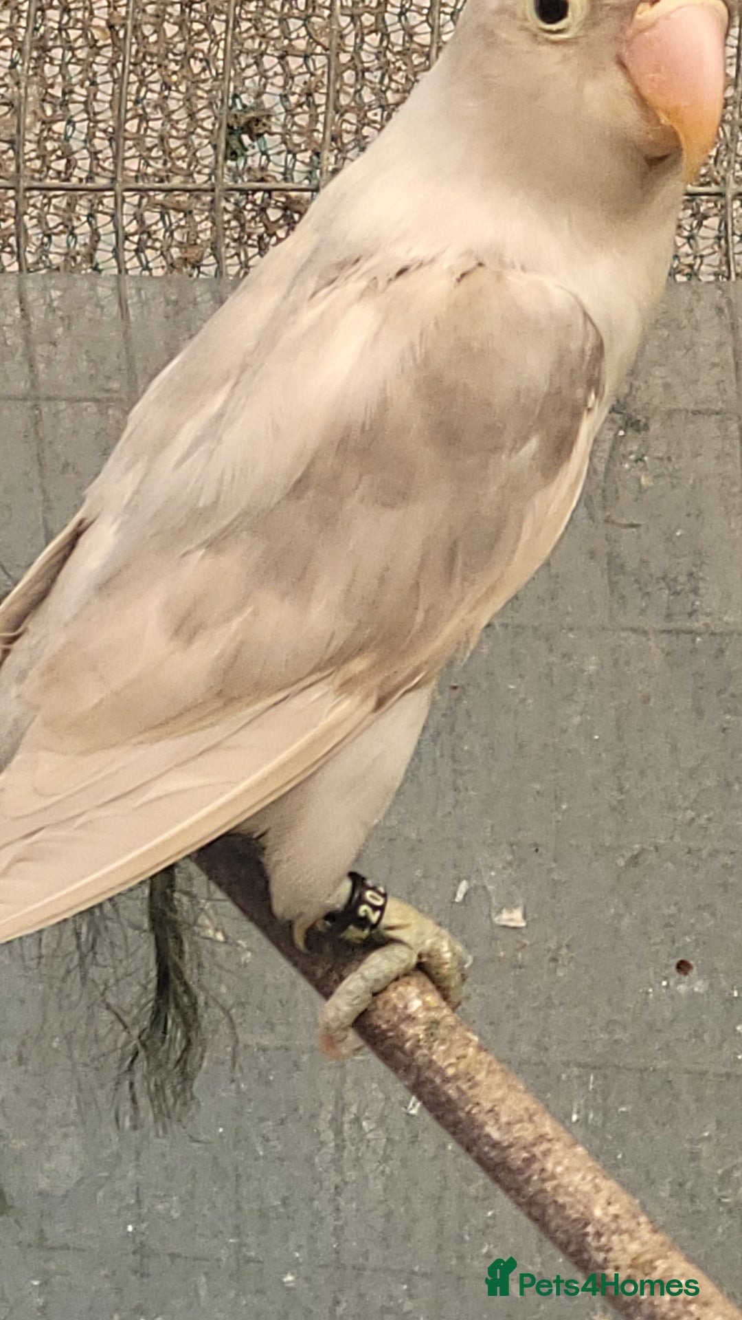 Lovebirds birds for sale: 2025 Bred Masked Lovebirds - Image 2