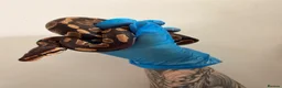 Python Snake reptiles for sale: Stunning Chocolate double het hypo clown  - Advert 2