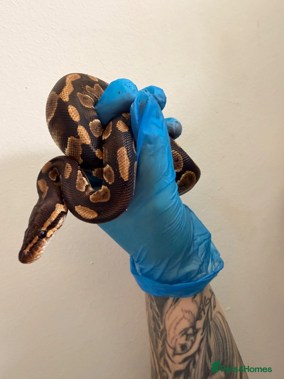 Python Snake reptiles for sale: Stunning Chocolate double het hypo clown  - Advert 2